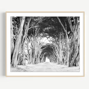 Black and White Cypress Tree Print Rustic Nature Photography
