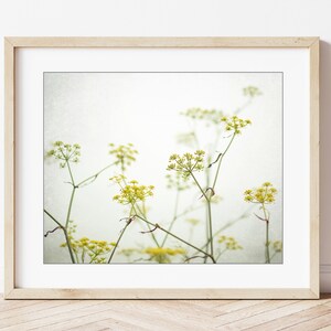 Yellow Flower Photography Fennel Print Botanical Print, Minimal Nature Photography, Floral Wall Art, Yellow Wildflowers, 8x10 16x20 Print image 6