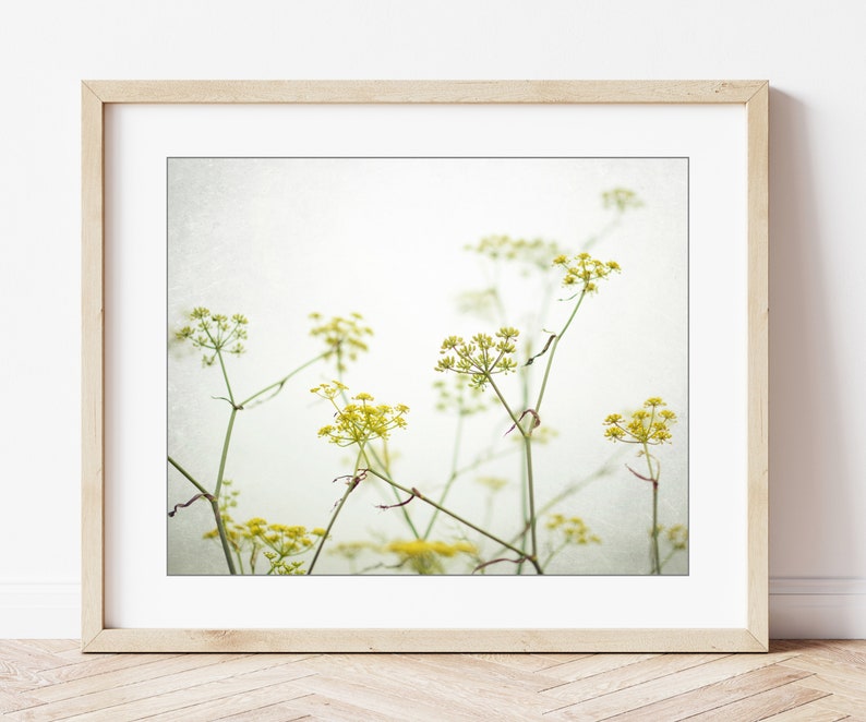 Yellow Flower Photography Fennel Print Botanical Print, Minimal Nature Photography, Floral Wall Art, Yellow Wildflowers, 8x10 16x20 Print image 6