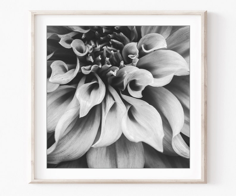 Flower Photography Set of 12 Prints Black and White Photography, Botanical Prints, Floral Wall Art, Gallery Wall Set, 5x5 8x8 Prints imagem 4