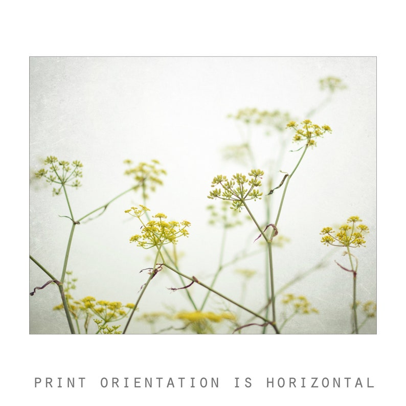 Yellow Flower Photography Fennel Print Botanical Print, Minimal Nature Photography, Floral Wall Art, Yellow Wildflowers, 8x10 16x20 Print image 5