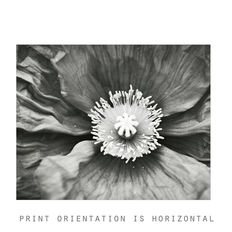 Poppy Flower Print Black and White Photography Botanical Etsy