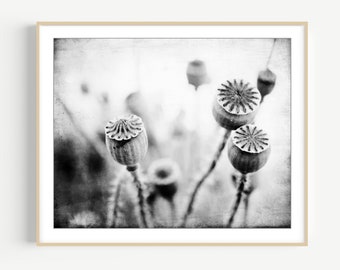 Poppy Pods Print - Nature Photography, Black and White Wall Art, Nature Print, Gray Botanical Art Print, 8x10 11x14 Print