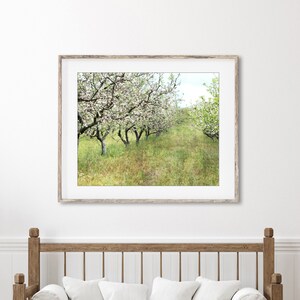 Apple Orchard Print Landscape Photography, Fruit Trees, Rustic Country Decor, Farmhouse Wall Art, Nature Photography, Dining Room Art image 2