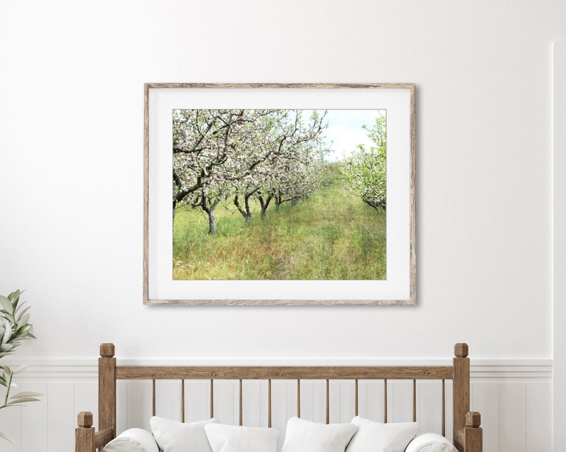 Apple Orchard Print Landscape Photography, Fruit Trees, Rustic Country Decor, Farmhouse Wall Art, Nature Photography, Dining Room Art image 2