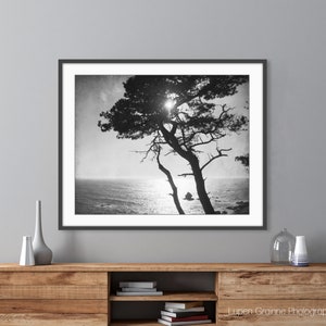 Cypress Tree Print Black and White Photography, Tree Wall Art For Living Room, Coastal Wall Art Decor, Nature Photography 8x10 16x20 Print image 2
