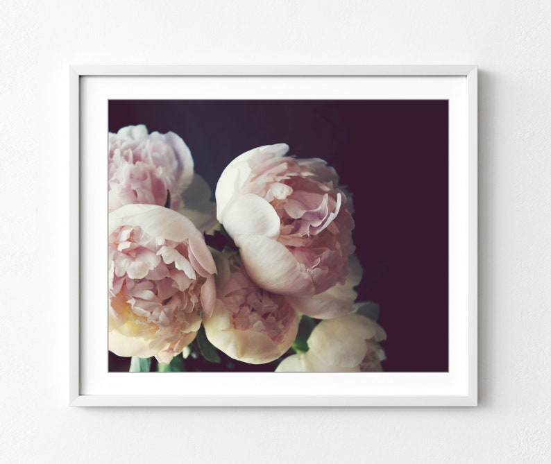 Pale pink peony flowers with soft light against a black background. Still life photography print.