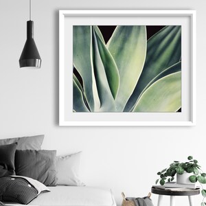 Agave Print, Nature Photography, Sage Green Wall Art, Botanical Print, Desert Southwest Decor, Succulent Wall Art, 8x10 16x20 Print image 5