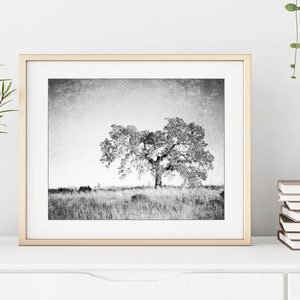 Oak Tree Photograph Black and White Wall Art Landscape Photography, Tree Wall Art, Nature Photography, Gray Nature Wall Art image 5