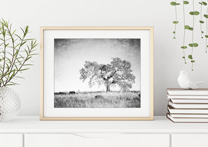 Oak Tree Photograph Black and White Wall Art Landscape Photography, Tree Wall Art, Nature Photography, Gray Nature Wall Art image 5