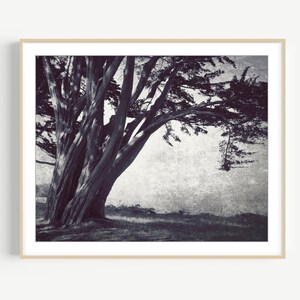 Cypress Tree Print Black and White Coastal Landscape Photography