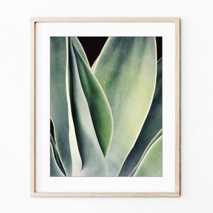Agave Leaf Prints - Blue Green Wall Art, Botanical Nature Photography, Living Room Art, 8x10 11x14 Prints - Save 30% bild 9
