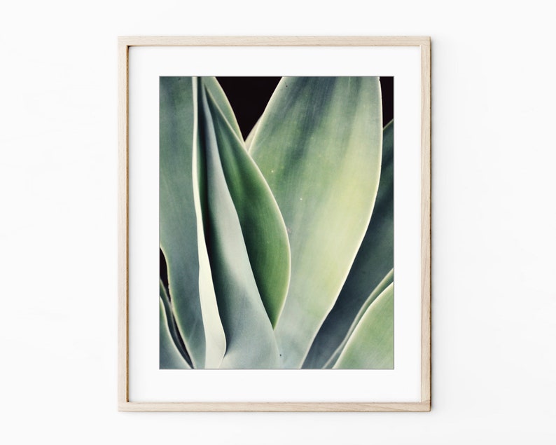 Agave Leaf Prints - Blue Green Wall Art, Botanical Nature Photography, Living Room Art, 8x10 11x14 Prints - Save 30% bild 9
