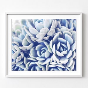 Pale Blue Succulent Print, Nature Photography, Botanical Nature Wall Art