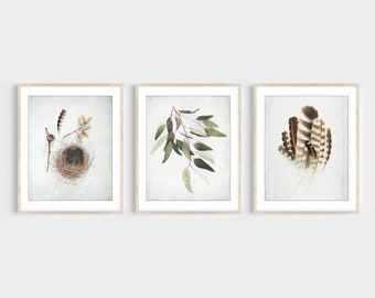 Nature Print Set - Birds Nest Feathers Wall Art, Set of 3 Prints, Rustic Natural History Art, Still Life Prints, 5x7 8x10, Naturalist Art