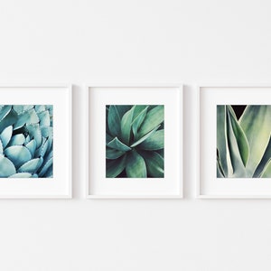 Agave Leaf Prints - Blue Green Wall Art, Botanical Nature Photography, Living Room Art, 8x10 11x14 Prints - Save 30% bild 5