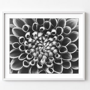 Dahlia Flower Print - Black and White Photography Print, Floral Wall Art, Large Wall Art, Botanical Art, Mandala, Nature Photography