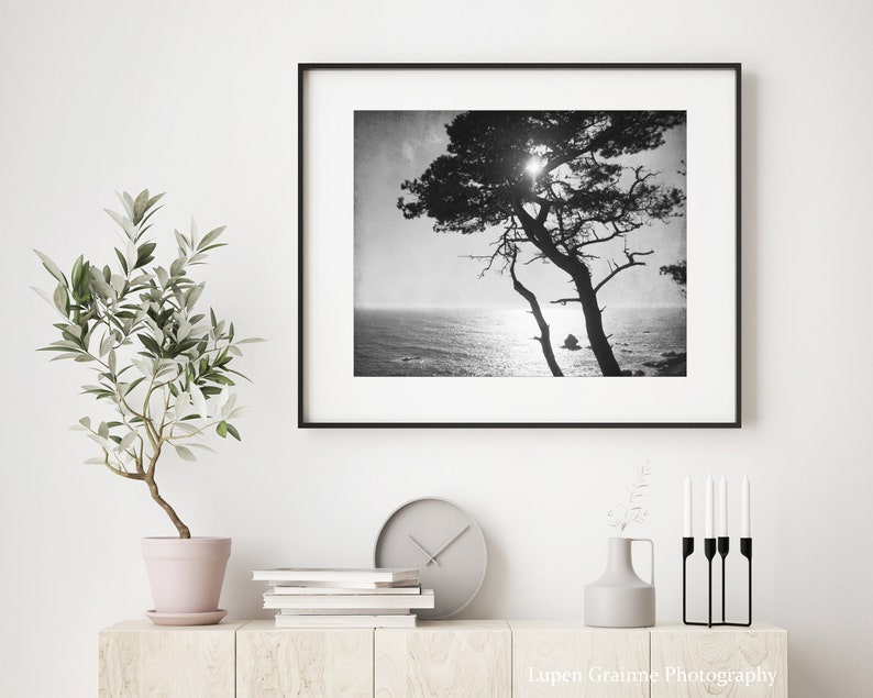 Cypress Tree Print Black and White Photography, Tree Wall Art For Living Room, Coastal Wall Art Decor, Nature Photography 8x10 16x20 Print image 4