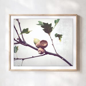 Acorn Branch Art, Nature Photography Print, Rustic Wall Art, Autumn Oak Wall Art Print