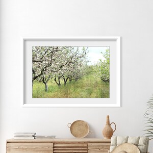 Apple Orchard Print Landscape Photography, Fruit Trees, Rustic Country Decor, Farmhouse Wall Art, Nature Photography, Dining Room Art image 5