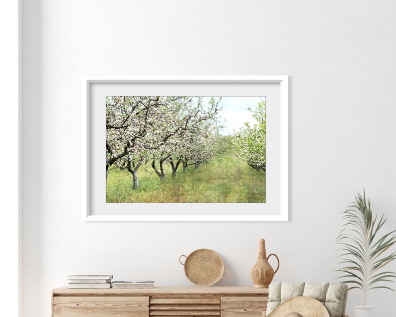 Apple Orchard Print Landscape Photography, Fruit Trees, Rustic Country Decor, Farmhouse Wall Art, Nature Photography, Dining Room Art image 5