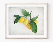 Lemon Still Life Print, F...