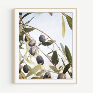 Olive Branch Print - Botanical Wall Art Print, Nature Photography, Olives Art Print, Modern Rustic Kitchen Decor, 8x10 16x20, Large Wall Art