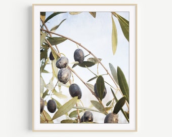 Olive Branch Print - Botanical Wall Art Print, Nature Photography, Olives Art Print, Modern Rustic Kitchen Decor, 8x10 16x20, Large Wall Art