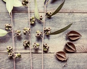 Nature collection seed pods photograph still life sage green brown wood rustic wall art  "Collection one"