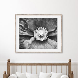 Poppy Flower Print Botanical Print, Black and White Photography, Gray Black White, Floral Wall Art, Poppy Print, Nature Photography image 3