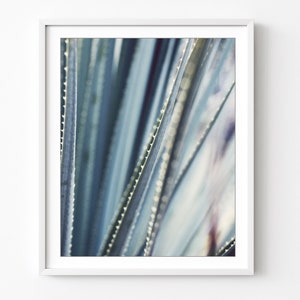 Yucca Leaves Print, Nature Photography, Abstract Gray Blue Botanical Art, Southwest Decor