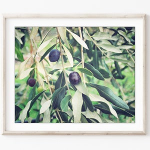 Olive Branch Print Botanical Print, Nature Photography, Kitchen Wall Art, Olive Tree, 8x10 5x7, Dining Room Decor image 1