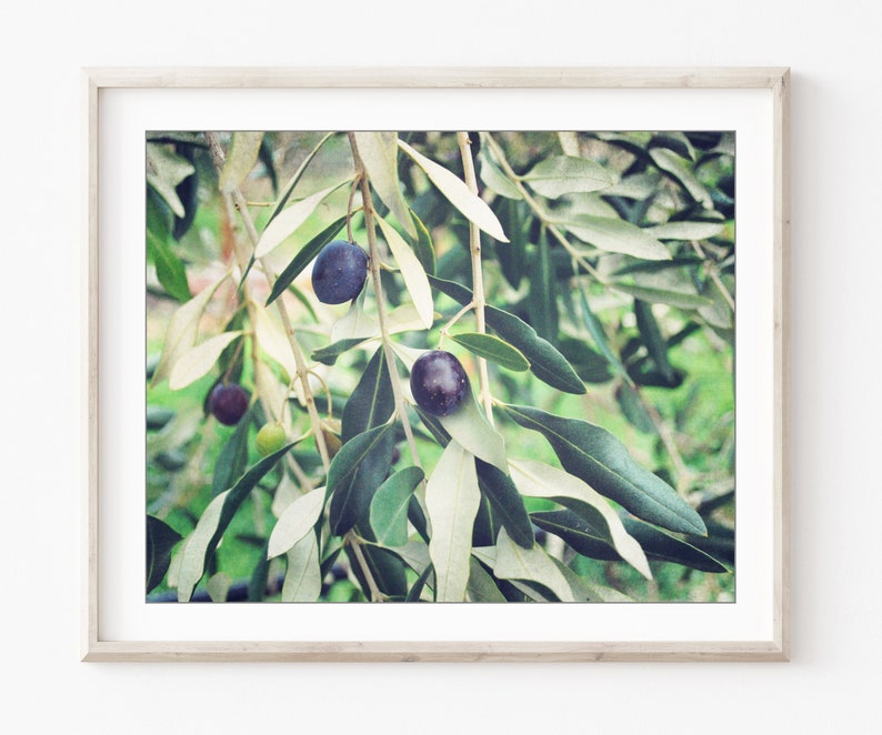 Olive Branch Print Botanical Print, Nature Photography, Kitchen Wall Art, Olive Tree, 8x10 5x7, Dining Room Decor image 1