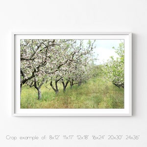 Apple Orchard Print Landscape Photography, Fruit Trees, Rustic Country Decor, Farmhouse Wall Art, Nature Photography, Dining Room Art image 6