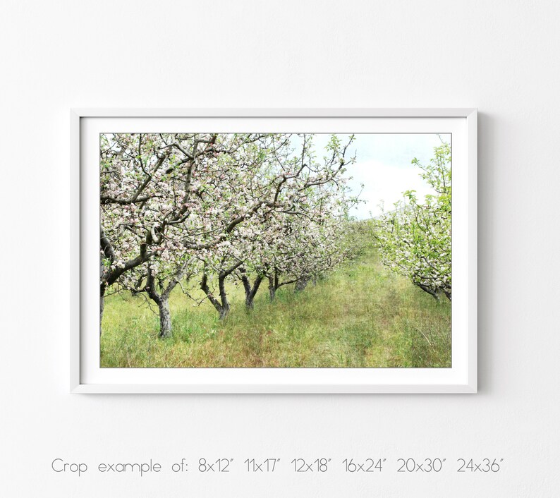 Apple Orchard Print Landscape Photography, Fruit Trees, Rustic Country Decor, Farmhouse Wall Art, Nature Photography, Dining Room Art image 6