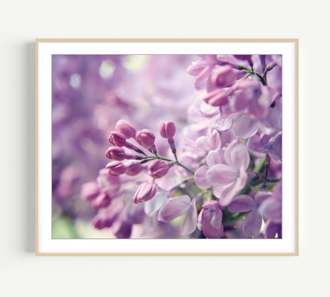 Lilac Flowers Photograph, Floral Wall Art, Flower Photography, Purple ...