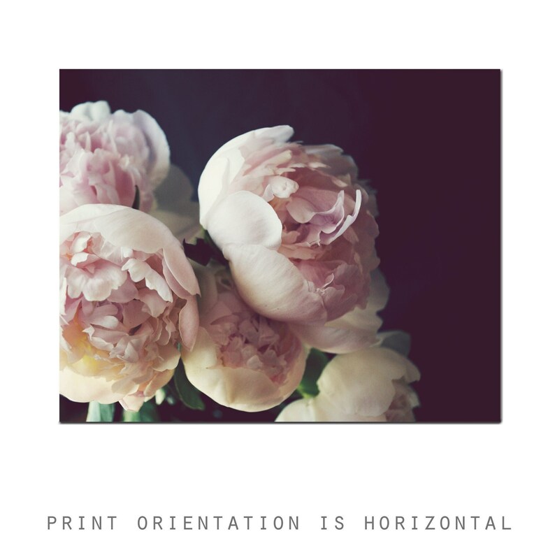 Pale pink peony flower bouquet still life with a dark background photography print wall art