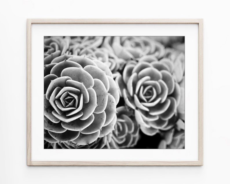 Set of Four Prints Botanical Print Set Black and White Photography, 8x10 11x14 Print Set, Nature Photography Print Set Wall Art image 7