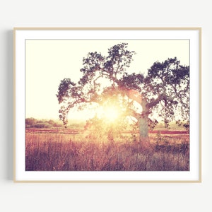 Landscape Photography - Oak Tree Autumn Wall Art Print, Rust Brown Gold, Nature Photography, 8x10 11x14, Living Room Wall Art