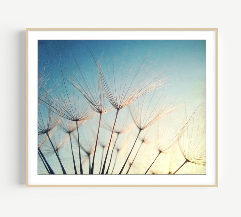 Blue Nature Photography Dandelion Print, Botanical Photography, Blue Gold Beige Wall Art, , Bedroom Wall Art, Fine Art Photography Print image 1