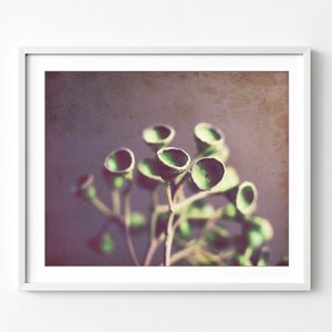 Seed Pods Print, Nature Photography, Minimal Modern Rustic Wall Art, Still Life Photography Print, Green Brown Nature Wall Art