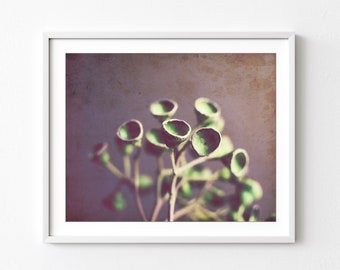 Seed Pods Print, Nature Photography, Minimal Modern Rustic Wall Art, Still Life Photography Print, Green Brown Nature Wall Art