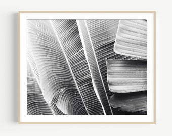 Banana Leaves Print Black and White Photography Print, Contemporary, Botanical Wall Art, Gray Wall Art, 8x10 16x20 Print, Nature Art