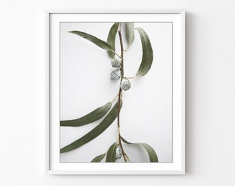 Eucalyptus Print, Still Life Photography Print, Sage Green, Botanical Wall Art, 8x10 11x14 16x20 Print