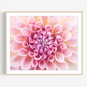 Pink Dahlia Flower Art Botanical Print / Flower Photography Pink Floral Bedroom Art