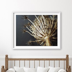 Puede incluir: Una impresi&oacute;n de arte mural enmarcada que presenta una fotograf&iacute;a macro de una cabeza de flor umbela seca de color beige con tallos delicados y radiantes sobre un fondo gris carb&oacute;n oscuro. La obra est&aacute; dentro de un marco rectangular blanco.