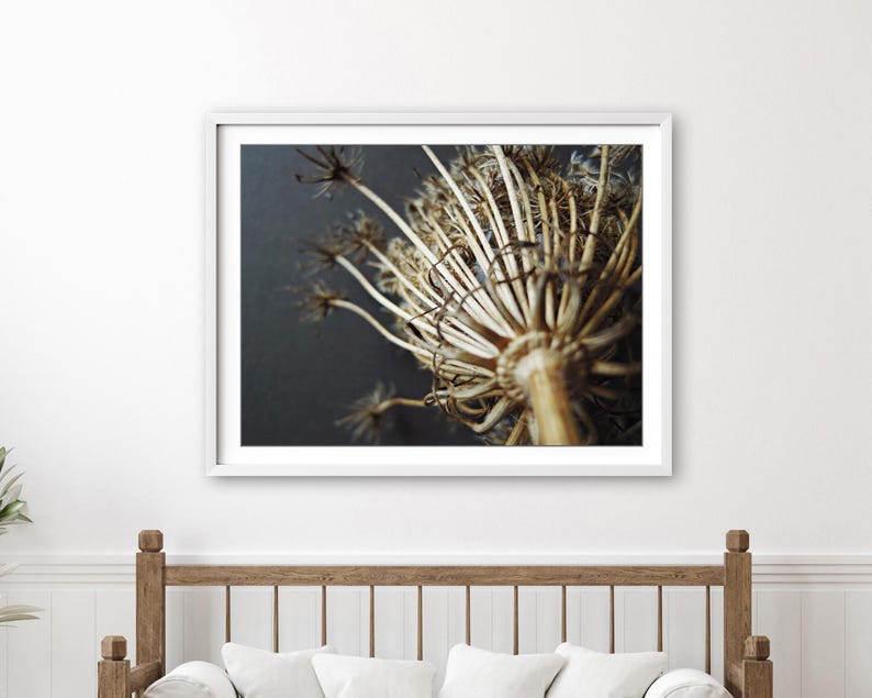 Puede incluir: Una impresi&oacute;n de arte mural enmarcada que presenta una fotograf&iacute;a macro de una cabeza de flor umbela seca de color beige con tallos delicados y radiantes sobre un fondo gris carb&oacute;n oscuro. La obra est&aacute; dentro de un marco rectangular blanco.