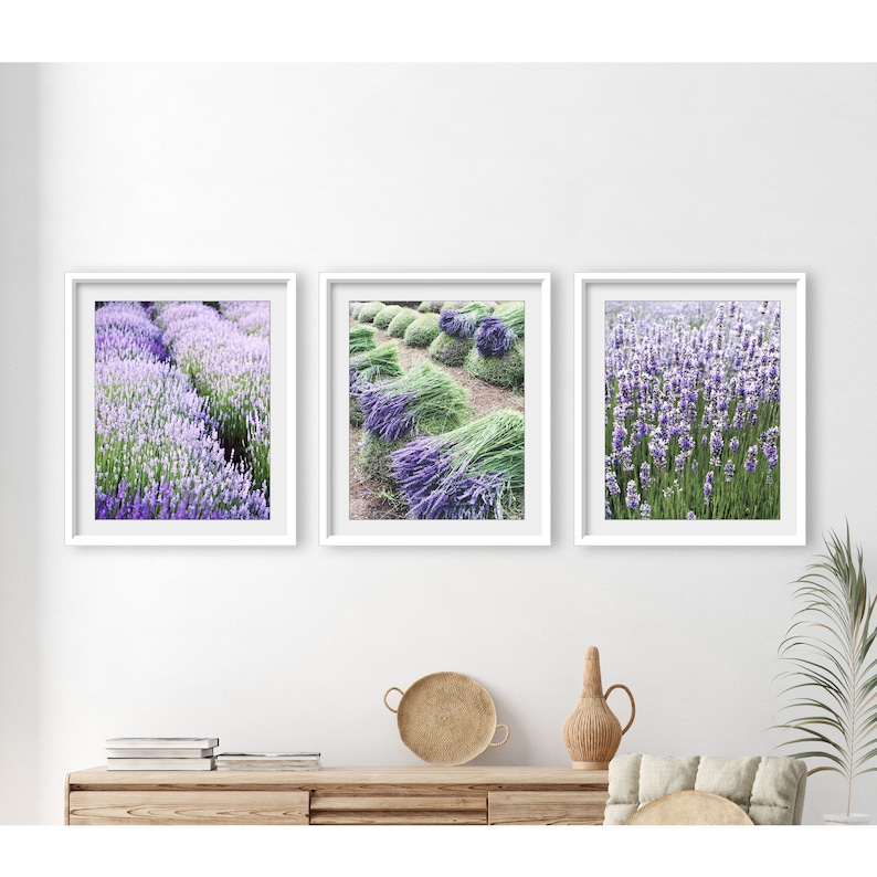 May include: Three framed prints of lavender fields. The left print shows a field of purple lavender flowers. The middle print shows rows of lavender bundles drying in a field. The right print shows a field of lavender flowers.