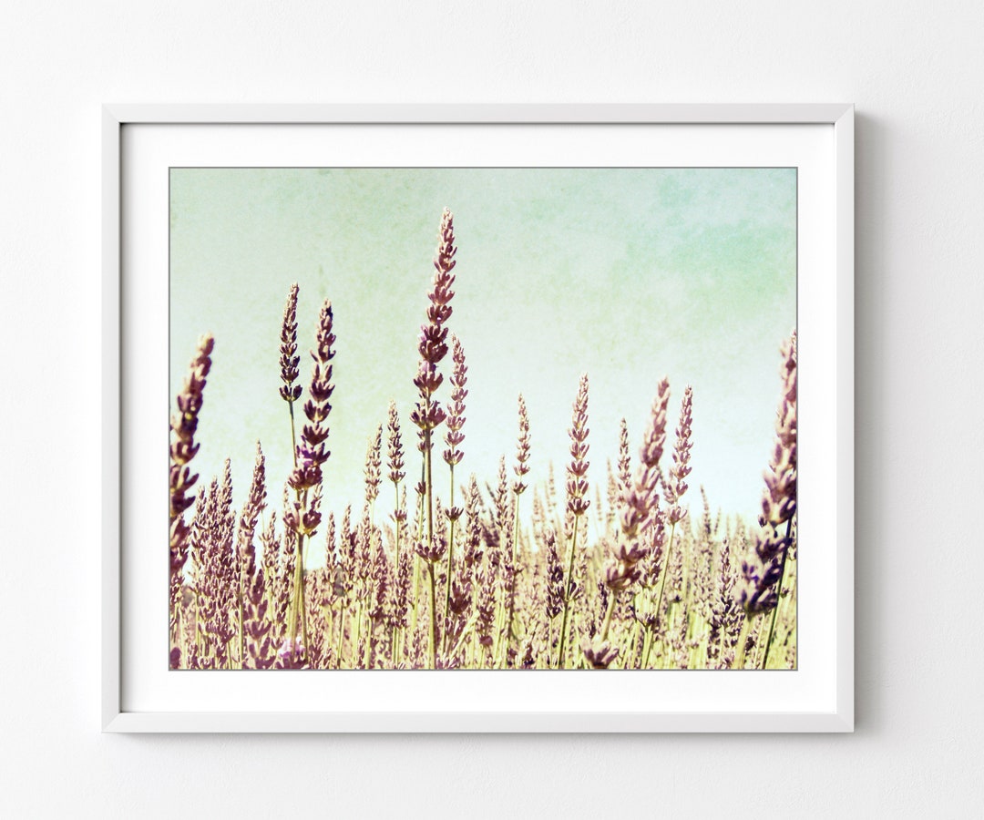 Lavender Field Print Nature Photography Botanical Print - Etsy