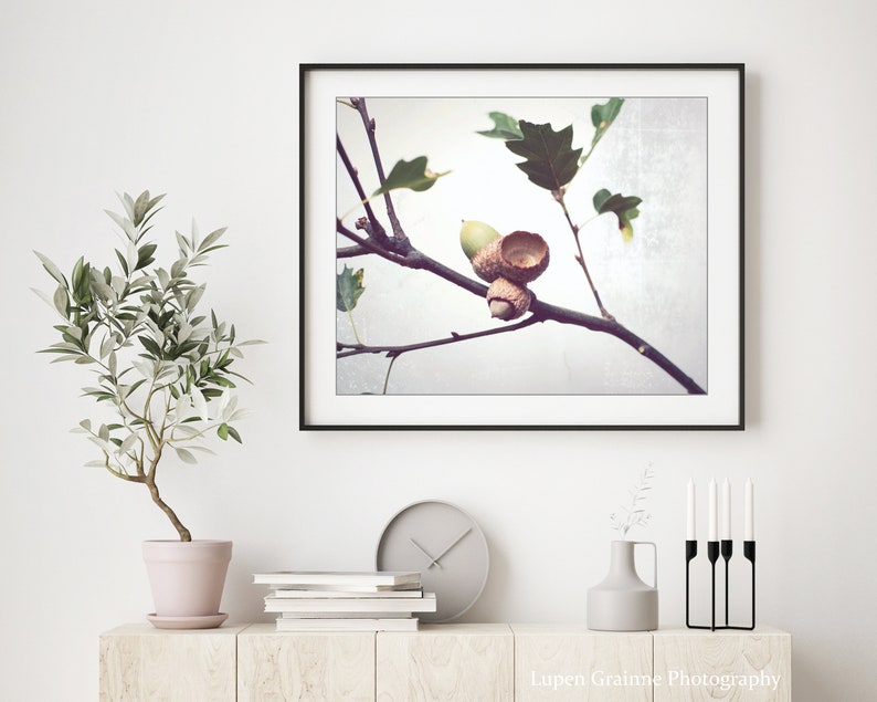 Acorn Photography, Oak Tree Branch Print, Neutral Wall Art, Autumn Fall Photography, Minimal Rustic Still Life Photography, 8x10 11x14 12x16 image 2